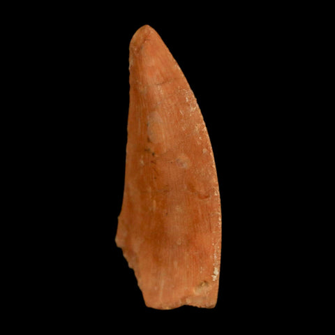 0.8" Abelisaur Serrated Tooth Fossil Cretaceous Age Dinosaur Morocco COA, Display - Fossil Age Minerals