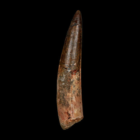 XL 3.8" Spinosaurus Fossil Tooth 100 Million Years Old Cretaceous Dinosaur COA - Fossil Age Minerals