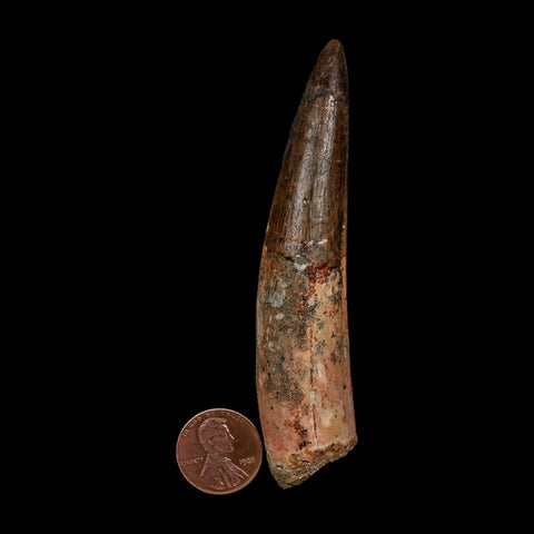 XL 3.8" Spinosaurus Fossil Tooth 100 Million Years Old Cretaceous Dinosaur COA - Fossil Age Minerals