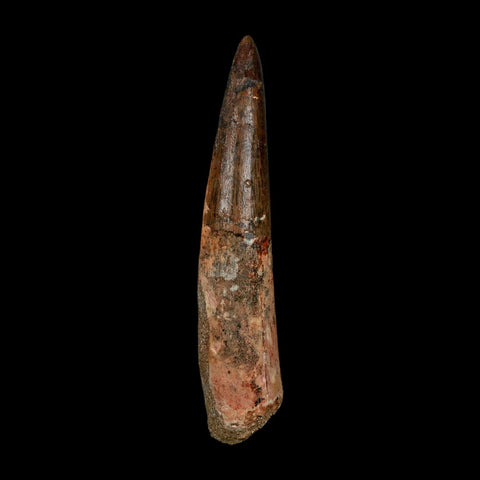 XL 3.8" Spinosaurus Fossil Tooth 100 Million Years Old Cretaceous Dinosaur COA - Fossil Age Minerals