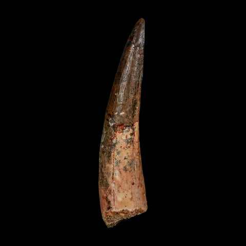 XL 3.8" Spinosaurus Fossil Tooth 100 Million Years Old Cretaceous Dinosaur COA - Fossil Age Minerals