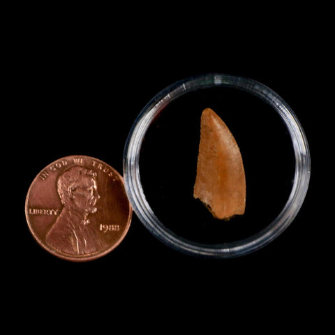 0.8" Abelisaur Serrated Tooth Fossil Cretaceous Age Dinosaur Morocco COA, Display - Fossil Age Minerals