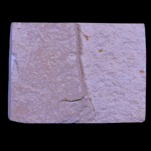 1" Hemisaurida Fossil Fish Plate Cretaceous Dinosaur Age Hakel Lebanon - Fossil Age Minerals