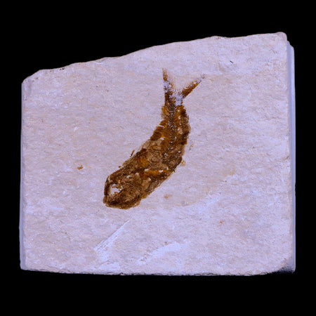 1.1" Hemisaurida Fossil Fish Plate Cretaceous Dinosaur Age Hakel Lebanon
