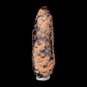 1.9" Fossil Pine Cone Equicalastrobus Replaced By Agate Eocene Age Seeds Fruit
