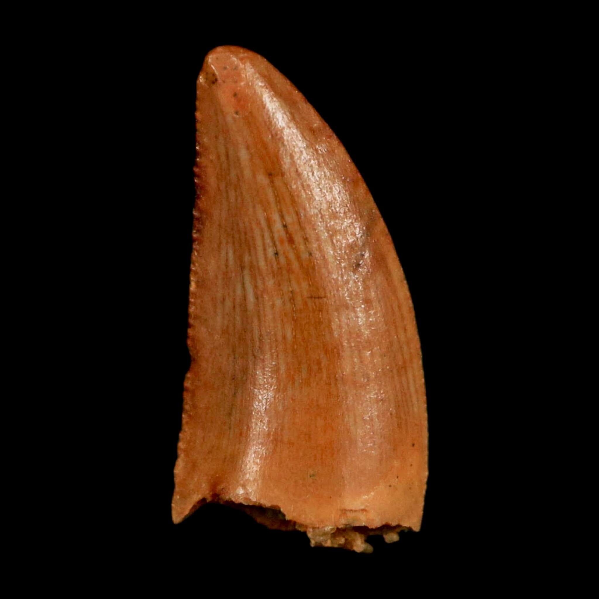 0.6" Abelisaur Serrated Tooth Fossil Cretaceous Age Dinosaur Morocco COA, Display - Fossil Age Minerals