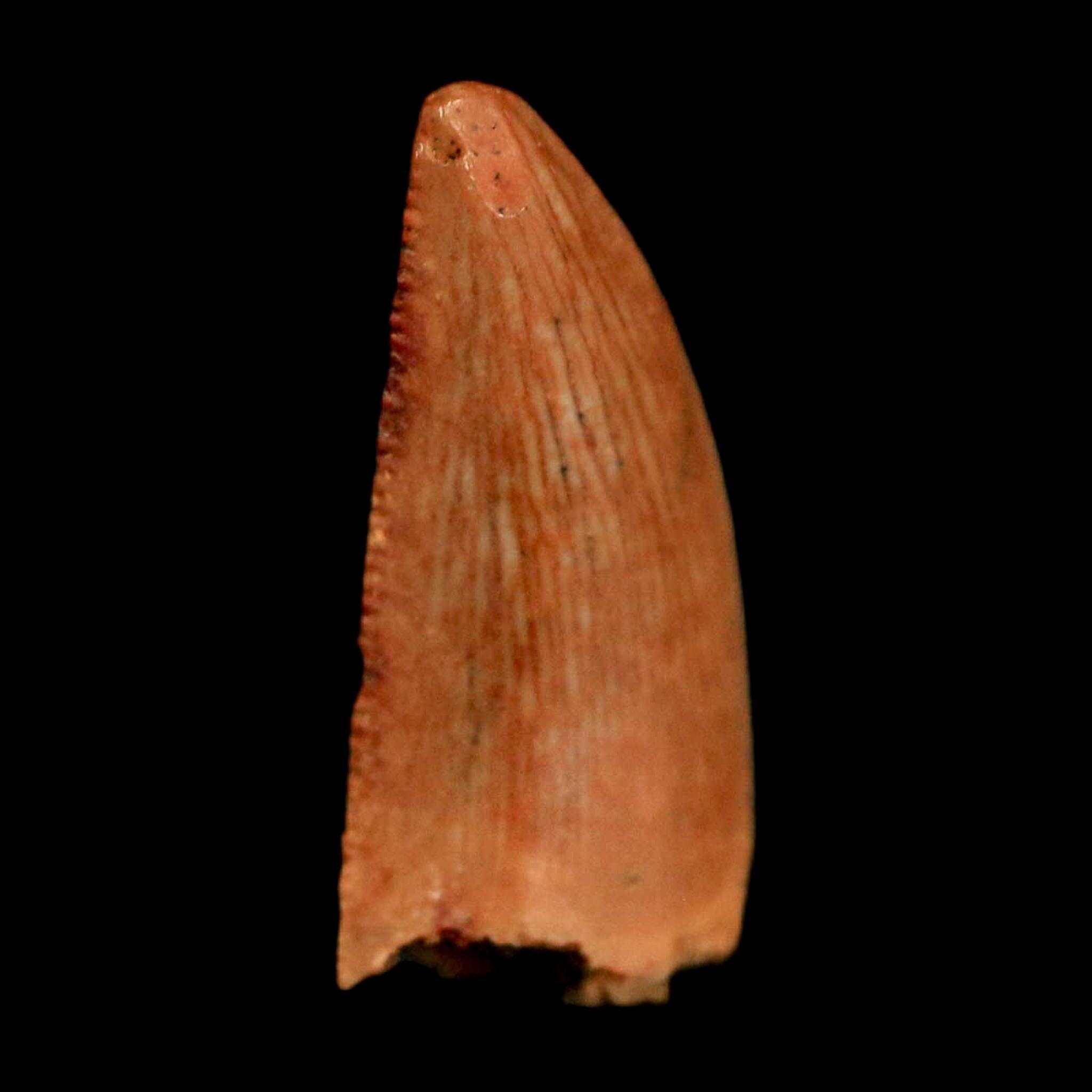 0.6" Abelisaur Serrated Tooth Fossil Cretaceous Age Dinosaur Morocco COA, Display - Fossil Age Minerals