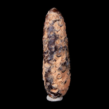 1.9" Fossil Pine Cone Equicalastrobus Replaced By Agate Eocene Age Seeds Fruit
