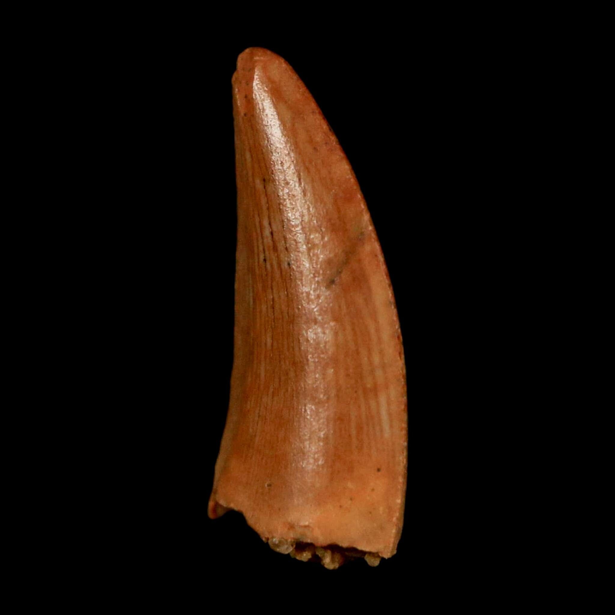 0.6" Abelisaur Serrated Tooth Fossil Cretaceous Age Dinosaur Morocco COA, Display - Fossil Age Minerals