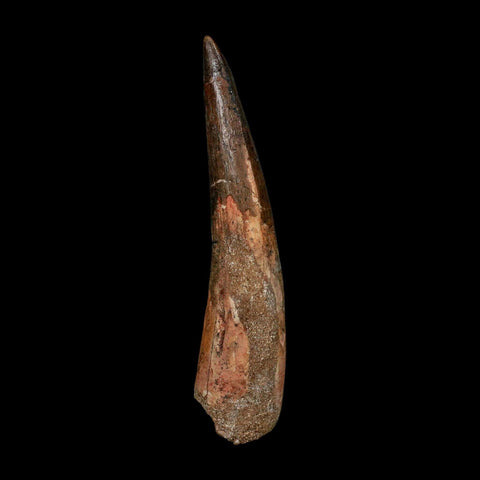 XL 3.8" Spinosaurus Fossil Tooth 100 Million Years Old Cretaceous Dinosaur COA - Fossil Age Minerals