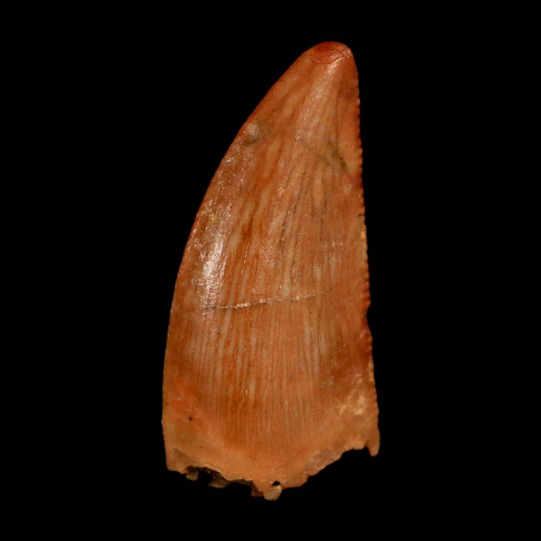 0.6" Abelisaur Serrated Tooth Fossil Cretaceous Age Dinosaur Morocco COA, Display - Fossil Age Minerals
