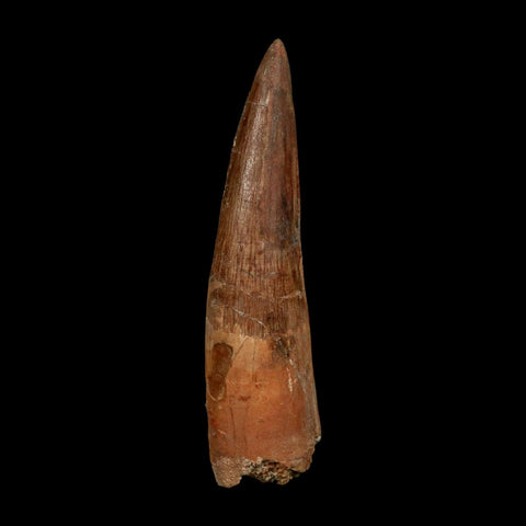XL 3.9" Spinosaurus Fossil Tooth 100 Million Years Old Cretaceous Dinosaur COA - Fossil Age Minerals