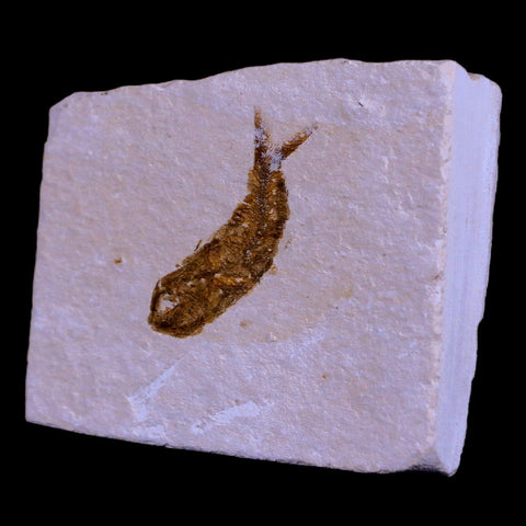 1.1" Hemisaurida Fossil Fish Plate Cretaceous Dinosaur Age Hakel Lebanon - Fossil Age Minerals