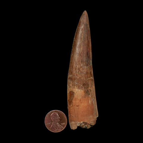 XL 3.9" Spinosaurus Fossil Tooth 100 Million Years Old Cretaceous Dinosaur COA - Fossil Age Minerals