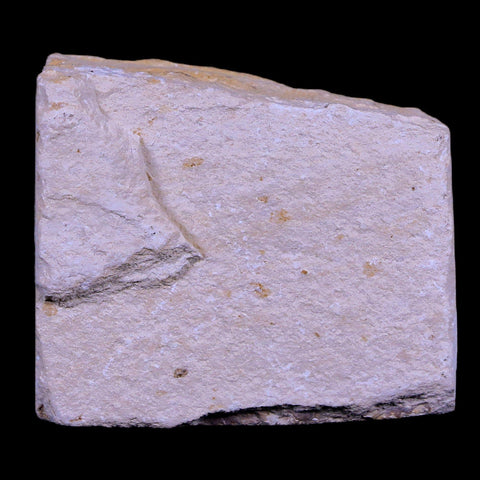 1.1" Hemisaurida Fossil Fish Plate Cretaceous Dinosaur Age Hakel Lebanon - Fossil Age Minerals