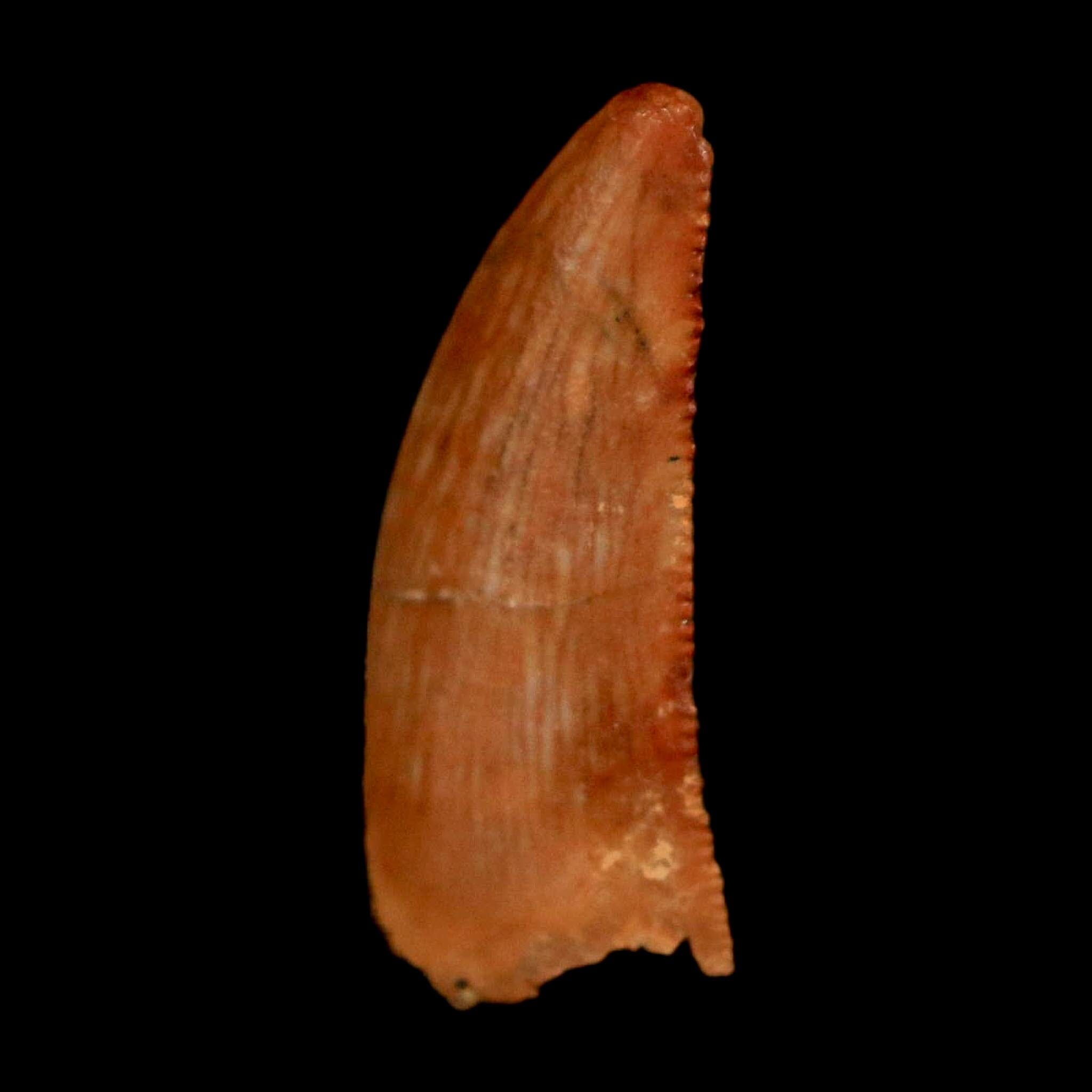 0.6" Abelisaur Serrated Tooth Fossil Cretaceous Age Dinosaur Morocco COA, Display - Fossil Age Minerals