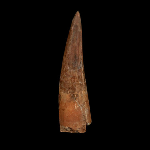 XL 3.9" Spinosaurus Fossil Tooth 100 Million Years Old Cretaceous Dinosaur COA - Fossil Age Minerals