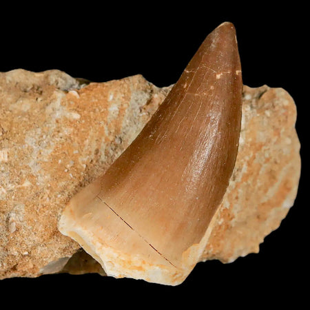 XL 2.1" Mosasaur Prognathodon Fossil Tooth In Matrix Cretaceous Dinosaur Era COA