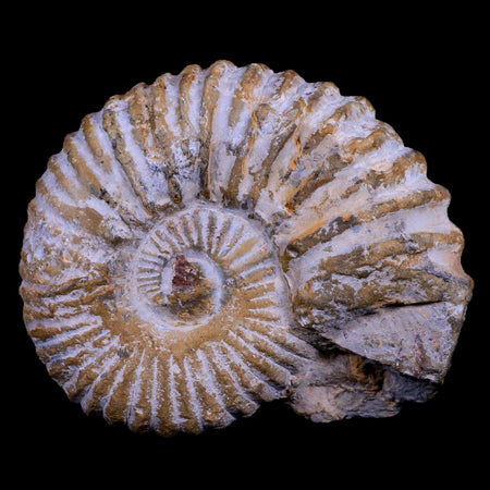 4.3" Acanthoceras Ammonite Fossil Agadir Morocco 360 Million Year Old COA