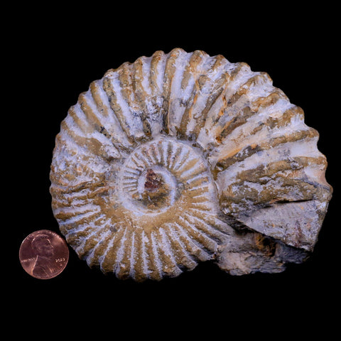 4.3" Acanthoceras Ammonite Fossil Agadir Morocco 360 Million Year Old COA - Fossil Age Minerals