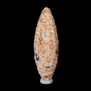 1.9" Fossil Pine Cone Equicalastrobus Replaced By Agate Eocene Age Seeds Fruit