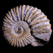 4.3" Acanthoceras Ammonite Fossil Agadir Morocco 360 Million Year Old COA