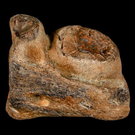 1.8" Mosasaur Fossil Jaw Section Cretaceous Dinosaur Era Texas Ozan FM COA