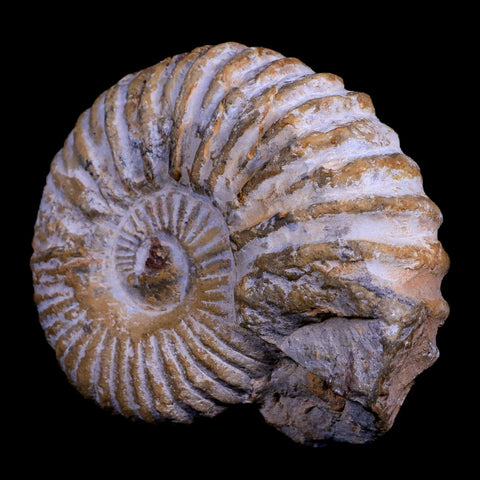 4.3" Acanthoceras Ammonite Fossil Agadir Morocco 360 Million Year Old COA - Fossil Age Minerals