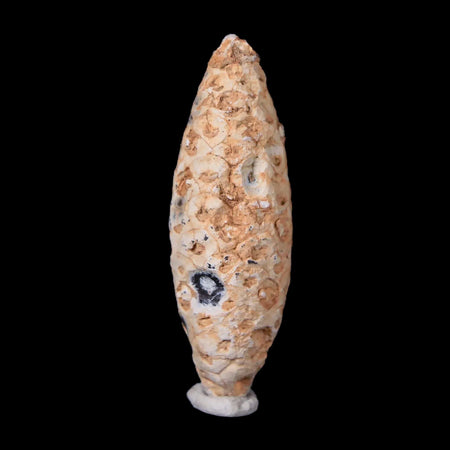 1.9" Fossil Pine Cone Equicalastrobus Replaced By Agate Eocene Age Seeds Fruit