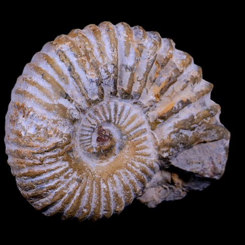 4.3" Acanthoceras Ammonite Fossil Agadir Morocco 360 Million Year Old COA - Fossil Age Minerals