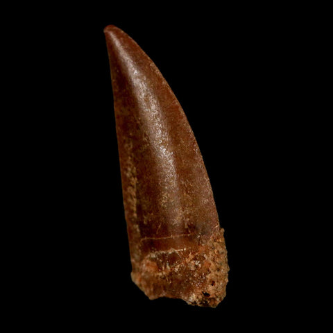 0.9" Abelisaur Serrated Tooth Fossil Cretaceous Age Dinosaur Morocco COA, Display