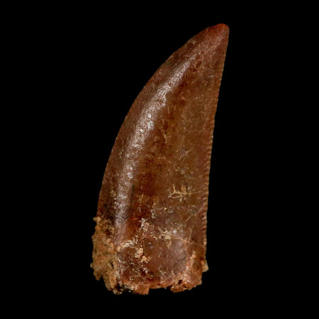 0.9" Abelisaur Serrated Tooth Fossil Cretaceous Age Dinosaur Morocco COA, Display