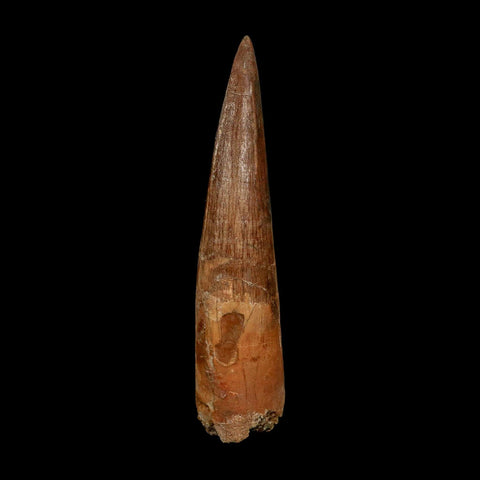 XL 3.9" Spinosaurus Fossil Tooth 100 Million Years Old Cretaceous Dinosaur COA - Fossil Age Minerals