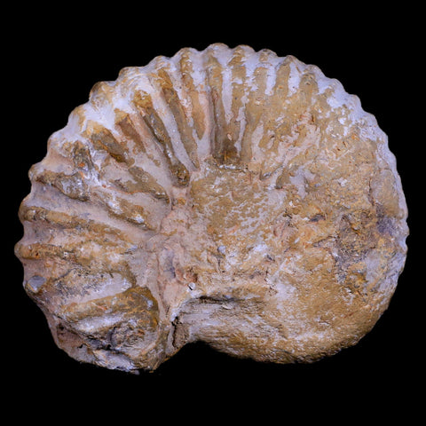 4.3" Acanthoceras Ammonite Fossil Agadir Morocco 360 Million Year Old COA - Fossil Age Minerals