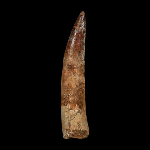 XXL 4.4" Spinosaurus Fossil Tooth 100 Million Years Old Cretaceous Dinosaur COA - Fossil Age Minerals