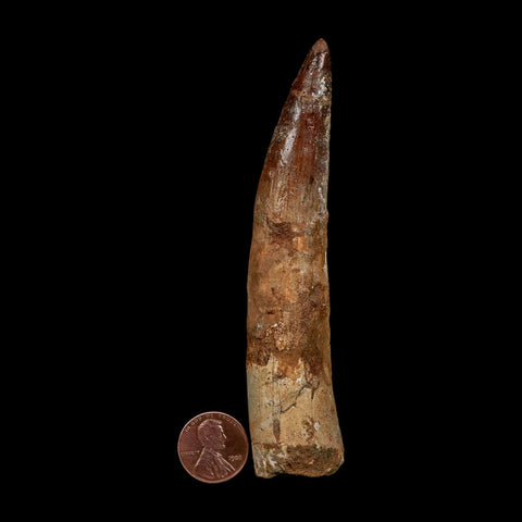 XXL 4.4" Spinosaurus Fossil Tooth 100 Million Years Old Cretaceous Dinosaur COA - Fossil Age Minerals