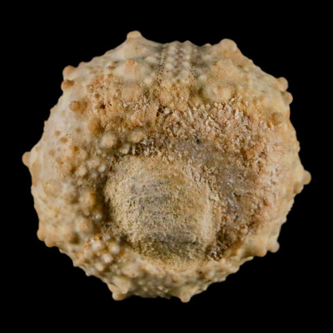 34MM Detailed Fossil Goniopygus Sp Sea Urchin Echinoid Cretaceous Morocco - Fossil Age Minerals