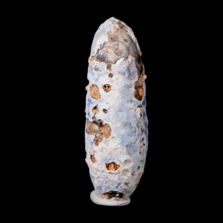 1.9" Fossil Pine Cone Equicalastrobus Replaced By Agate Eocene Age Seeds Fruit