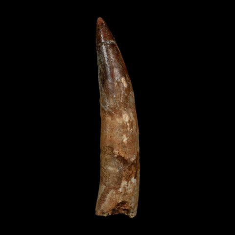XXL 4.4" Spinosaurus Fossil Tooth 100 Million Years Old Cretaceous Dinosaur COA - Fossil Age Minerals