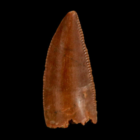 0.7" Abelisaur Serrated Tooth Fossil Cretaceous Age Dinosaur Morocco COA, Display