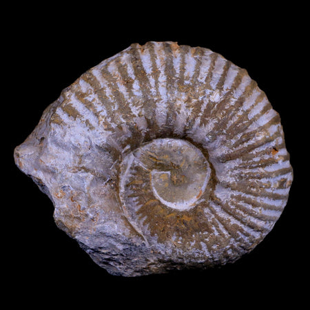 3.1" Acanthoceras Ammonite Fossil Agadir Morocco 360 Million Year Old COA