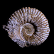 3.1" Acanthoceras Ammonite Fossil Agadir Morocco 360 Million Year Old COA