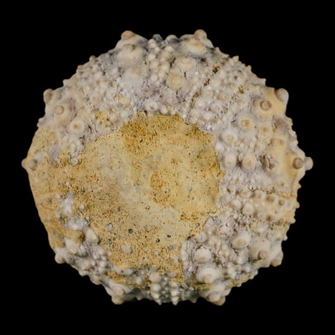 34MM Detailed Fossil Goniopygus Sp Sea Urchin Echinoid Cretaceous Morocco - Fossil Age Minerals
