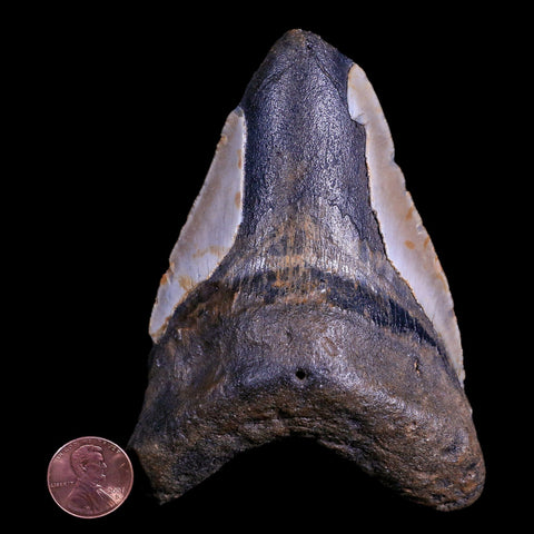 XXL 4.3" Megalodon Shark Tooth Serrated Fossil Natural Miocene Age COA - Fossil Age Minerals