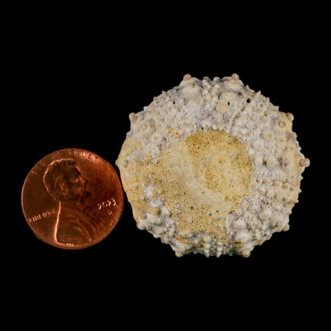 34MM Detailed Fossil Goniopygus Sp Sea Urchin Echinoid Cretaceous Morocco - Fossil Age Minerals