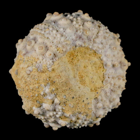 34MM Detailed Fossil Goniopygus Sp Sea Urchin Echinoid Cretaceous Morocco - Fossil Age Minerals