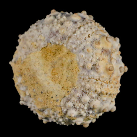 34MM Detailed Fossil Goniopygus Sp Sea Urchin Echinoid Cretaceous Morocco - Fossil Age Minerals