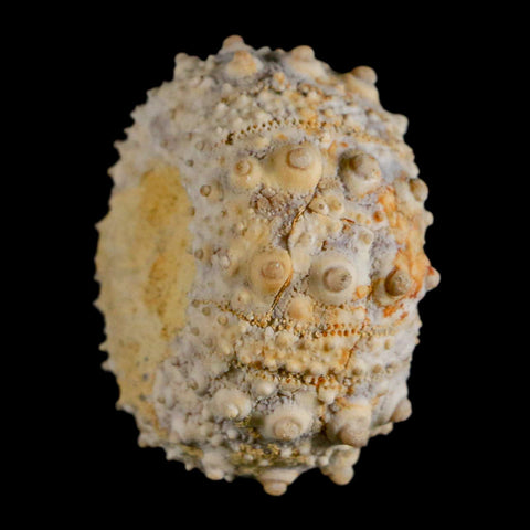 34MM Detailed Fossil Goniopygus Sp Sea Urchin Echinoid Cretaceous Morocco - Fossil Age Minerals