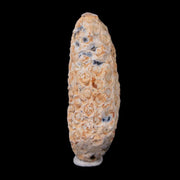 1.9" Fossil Pine Cone Equicalastrobus Replaced By Agate Eocene Age Seeds Fruit
