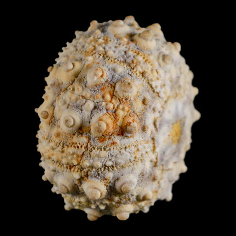 34MM Detailed Fossil Goniopygus Sp Sea Urchin Echinoid Cretaceous Morocco - Fossil Age Minerals